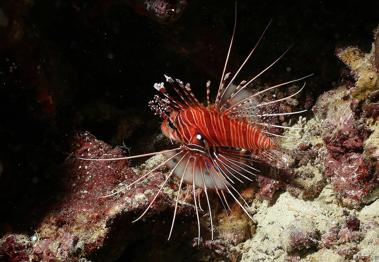 Raja Ampat 2016 - Pterois Antennata - Spotfin Lionfish - Poisson diable - IMG_4162_rc.jpg